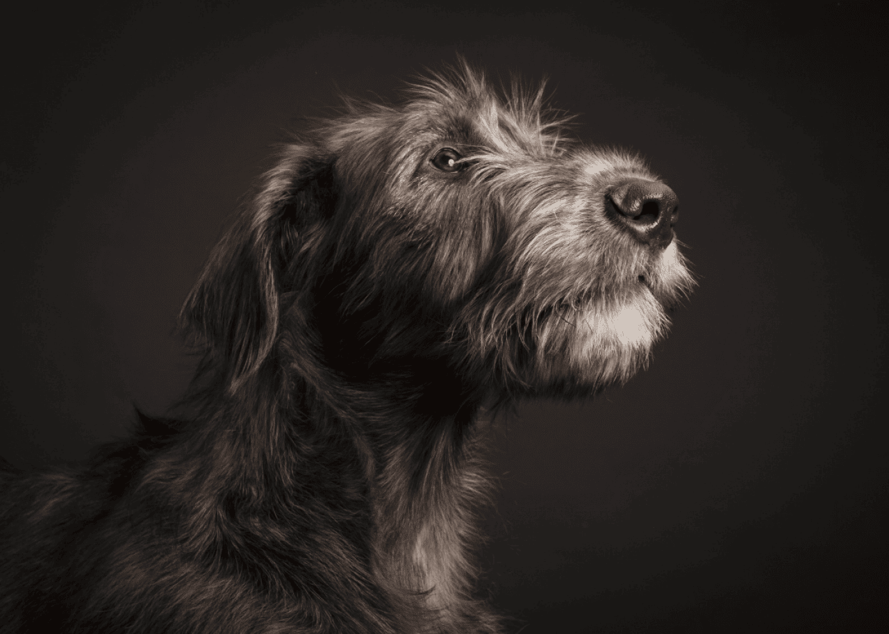 Shortest-living dog breeds