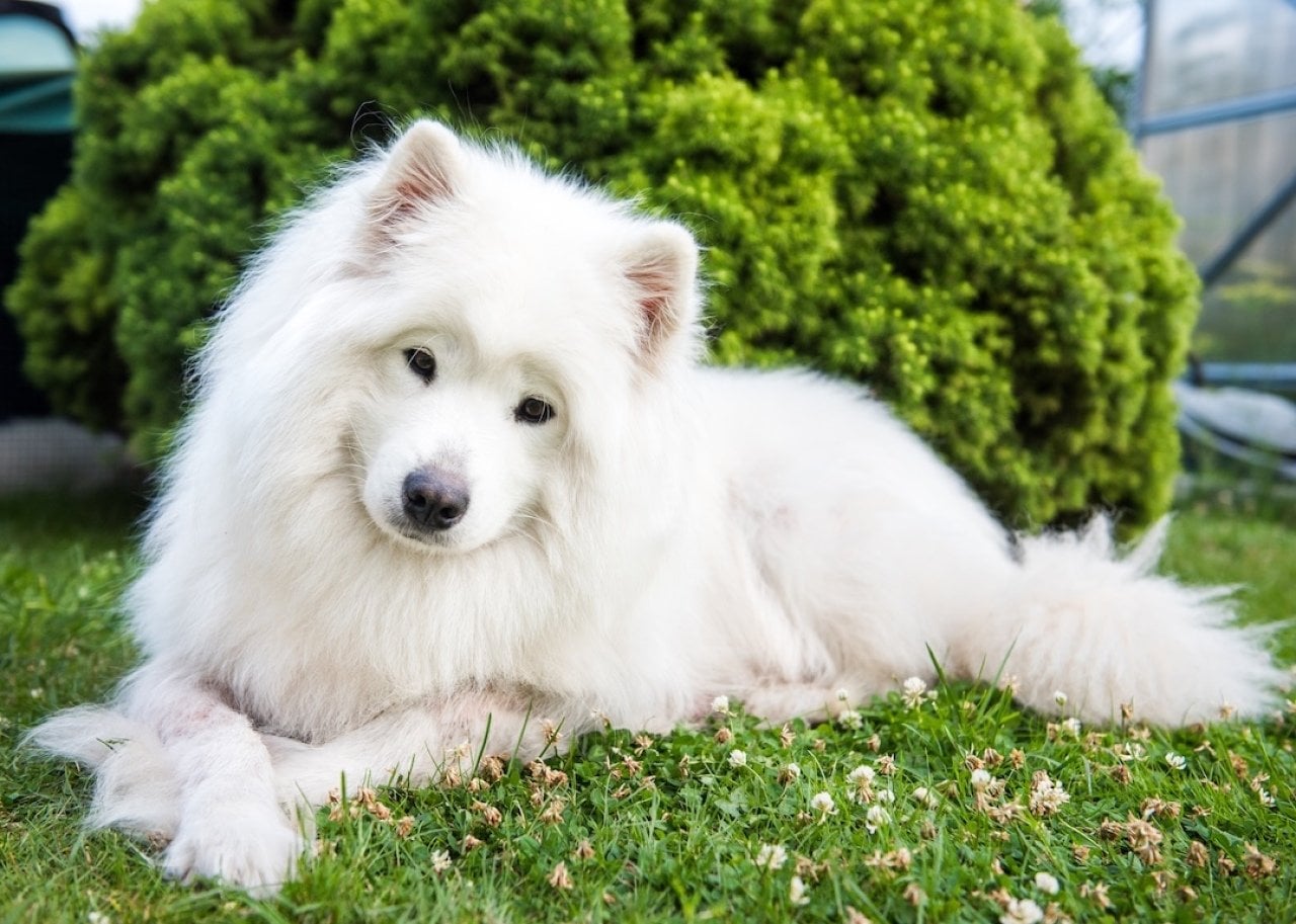 Dog breeds gaining popularity