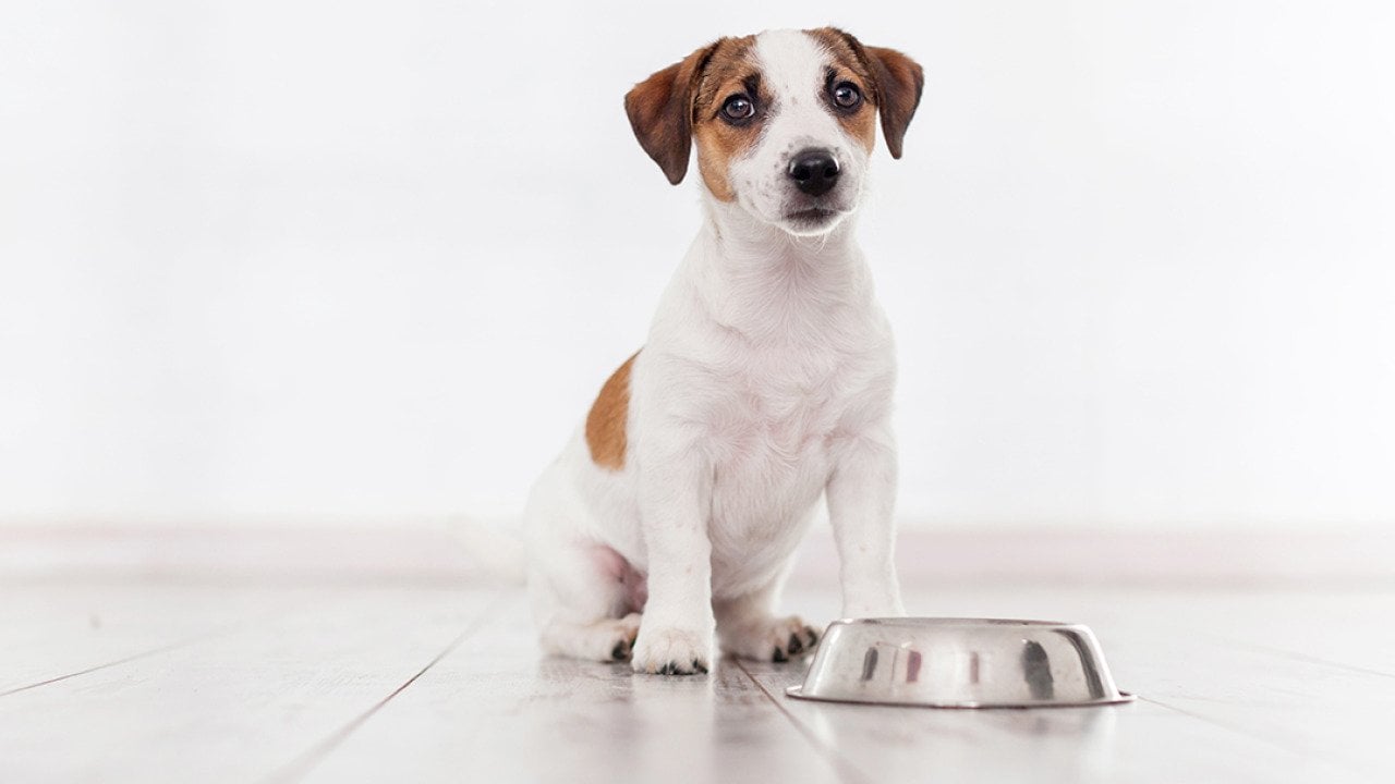 How much to feed a puppy